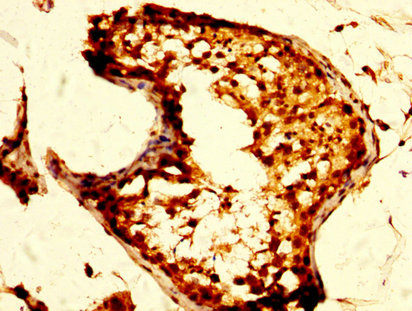 OPRM1 / Mu Opioid Receptor Antibody - Immunohistochemistry image at a dilution of 1:500 and staining in paraffin-embedded human testis tissue performed on a Leica BondTM system. After dewaxing and hydration, antigen retrieval was mediated by high pressure in a citrate buffer (pH 6.0) . Section was blocked with 10% normal goat serum 30min at RT. Then primary antibody (1% BSA) was incubated at 4 °C overnight. The primary is detected by a biotinylated secondary antibody and visualized using an HRP conjugated SP system.