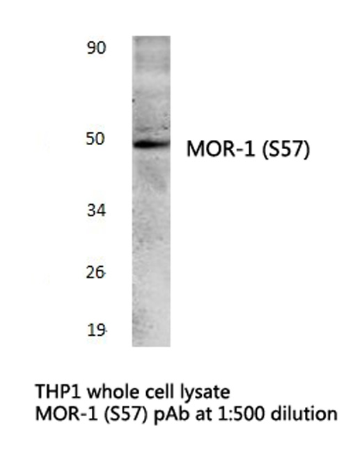 OPRM1 / Mu Opioid Receptor Antibody - Western blot of MOR-1 (S57) pAb in extracts from THP1 cells.
