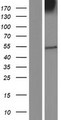 OPRM1 / Mu Opioid Receptor Protein - Western validation with an anti-DDK antibody * L: Control HEK293 lysate R: Over-expression lysate