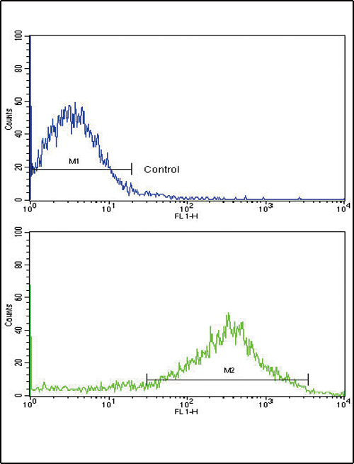 OPRS1 / SIGMAR1 Antibody - Flow cytometric of NCI-H292 cells using OPRS1 Antibody (bottom histogram) compared to a negative control cell (top histogram). FITC-conjugated goat-anti-rabbit secondary antibodies were used for the analysis.