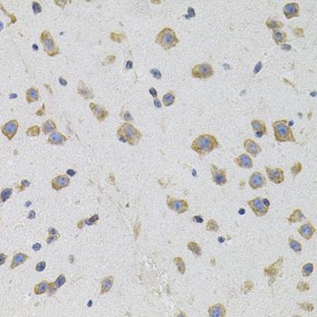 OPRS1 / SIGMAR1 Antibody - Immunohistochemistry of paraffin-embedded Mouse brain using SIGMAR1 Polyclonal Antibody.