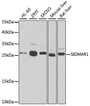 OPRS1 / SIGMAR1 Antibody - Western blot analysis of extracts of various cell lines using SIGMAR1 Polyclonal Antibody at dilution of 1:500.