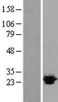 OPRS1 / SIGMAR1 Protein - Western validation with an anti-DDK antibody * L: Control HEK293 lysate R: Over-expression lysate