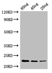 OPRT Antibody - Positive WB detected in Recombinant protein;All lanes:pyrE antibody at 2.4?g/ml;Secondary;Goat polyclonal to rabbit IgG at 1/50000 dilution;predicted band size: 23 KDa;observed band size: 23 KDa;