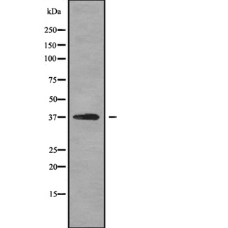OPTC / Opticin Antibody - Western blot analysis OPTC using HT29 whole cells lysates