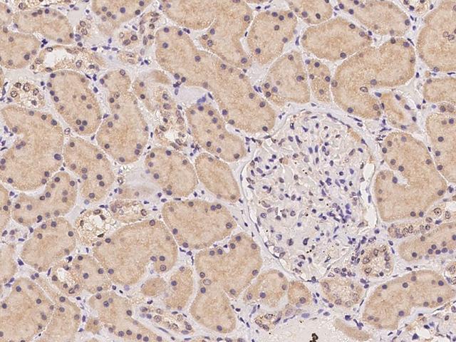 OPTC / Opticin Antibody - Immunochemical staining of human OPTC in human kidney with rabbit polyclonal antibody at 1:100 dilution, formalin-fixed paraffin embedded sections.