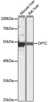 OPTC / Opticin Antibody - Western blot analysis of extracts of various cell lines using OPTC Polyclonal Antibody at dilution of 1:1000.