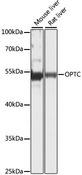 OPTC / Opticin Antibody - Western blot analysis of extracts of various cell lines using OPTC Polyclonal Antibody at dilution of 1:1000.