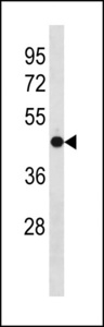 OPTIMEDIN / OLFM3 Antibody - OLFM3 Antibody western blot of mouse cerebellum tissue lysates (35 ug/lane). The OLFM3 antibody detected the OLFM3 protein (arrow).