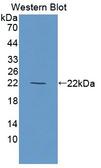 OPTIMEDIN / OLFM3 Antibody