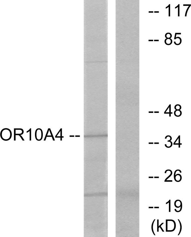 OR10A4 Antibody - Western blot analysis of lysates from COLO cells, using OR10A4 Antibody. The lane on the right is blocked with the synthesized peptide.
