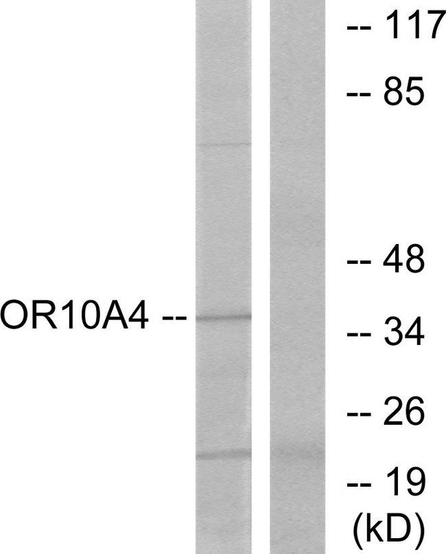 OR10A4 Antibody - Western blot analysis of extracts from COLO cells, using OR10A4 antibody.