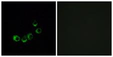 OR10A5 Antibody - Immunofluorescence analysis of MCF7 cells, using OR10A5 Antibody. The picture on the right is blocked with the synthesized peptide.