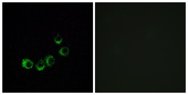 OR10A5 Antibody - Peptide - + Immunofluorescence analysis of MCF-7 cells, using OR10A5 antibody.