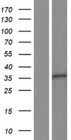 OR10A5 Protein - Western validation with an anti-DDK antibody * L: Control HEK293 lysate R: Over-expression lysate