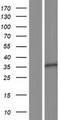 OR10A5 Protein - Western validation with an anti-DDK antibody * L: Control HEK293 lysate R: Over-expression lysate