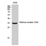 OR10A6 Antibody - Western blot of Olfactory receptor 10A6 antibody