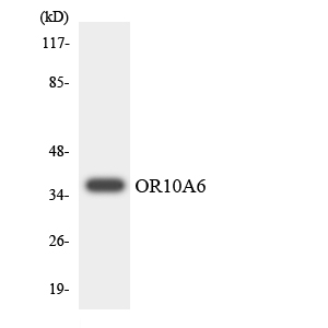 OR10A6 Antibody - Western blot analysis of the lysates from HepG2 cells using OR10A6 antibody.