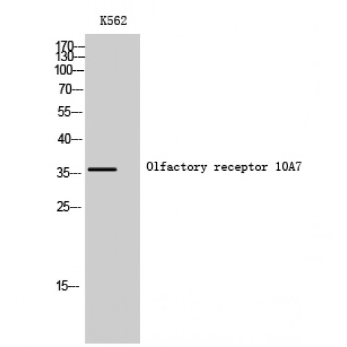 OR10A7 Antibody - Western blot of Olfactory receptor 10A7 antibody