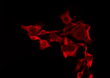 OR10A7 Antibody - Staining HeLa cells by IF/ICC. The samples were fixed with PFA and permeabilized in 0.1% Triton X-100, then blocked in 10% serum for 45 min at 25°C. The primary antibody was diluted at 1:200 and incubated with the sample for 1 hour at 37°C. An Alexa Fluor 594 conjugated goat anti-rabbit IgG (H+L) Ab, diluted at 1/600, was used as the secondary antibody.