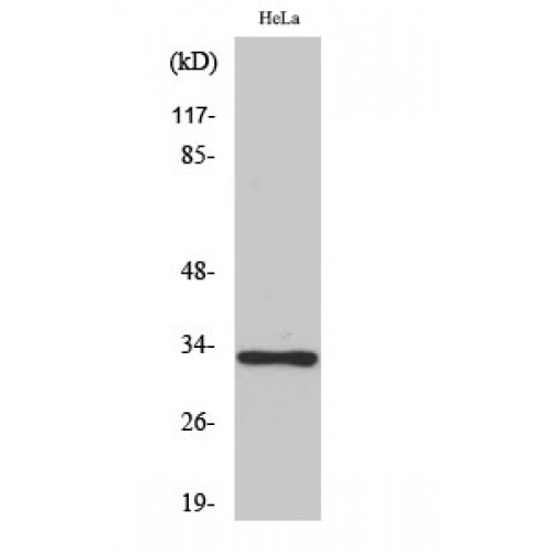 OR10AD1 Antibody - Western blot of Olfactory receptor 10AD1 antibody