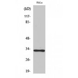 OR10AD1 Antibody - Western blot of Olfactory receptor 10AD1 antibody