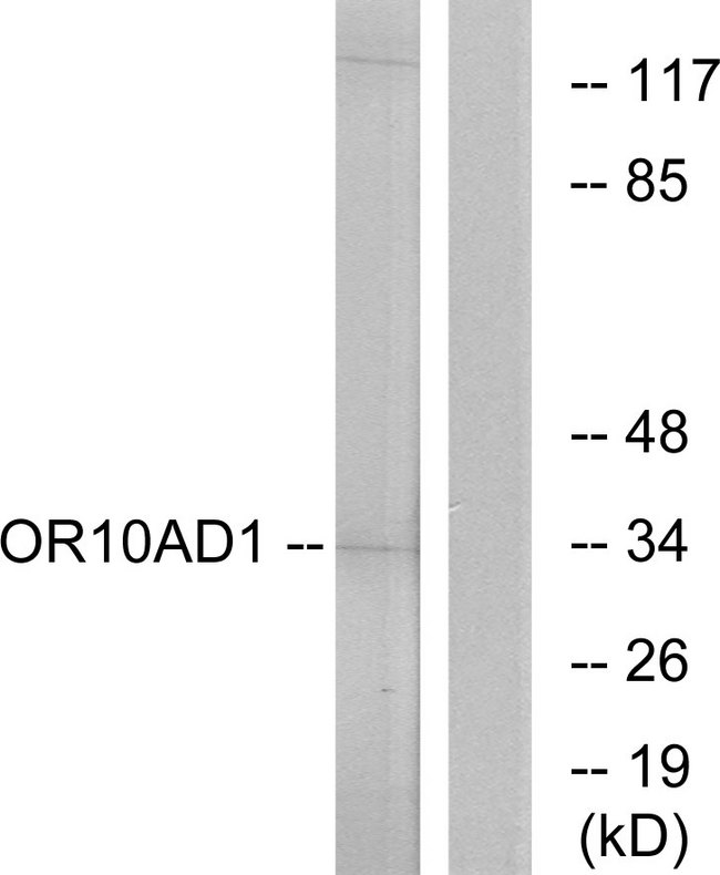 OR10AD1 Antibody - Western blot analysis of lysates from HeLa cells, using OR10AD1 Antibody. The lane on the right is blocked with the synthesized peptide.