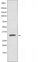 OR10AD1 Antibody - Western blot analysis of extracts of HeLa cells using OR10AD1 antibody.
