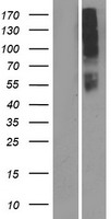OR10AD1 Protein - Western validation with an anti-DDK antibody * L: Control HEK293 lysate R: Over-expression lysate