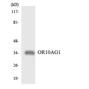 OR10AG1 Antibody - Western blot analysis of the lysates from RAW264.7cells using OR10AG1 antibody.
