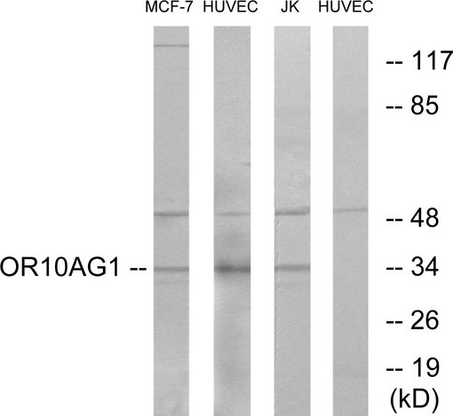 OR10AG1 Antibody - Western blot analysis of lysates from HUVEC, MCF-7, and Jurkat cells, using OR10AG1 Antibody. The lane on the right is blocked with the synthesized peptide.