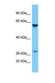 OR10C1 Antibody - Western blot of Human Jurkat. OR10C1 antibody dilution 1.0 ug/ml.  This image was taken for the unconjugated form of this product. Other forms have not been tested.