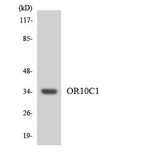 OR10C1 Antibody - Western blot analysis of the lysates from HeLa cells using OR10C1 antibody.