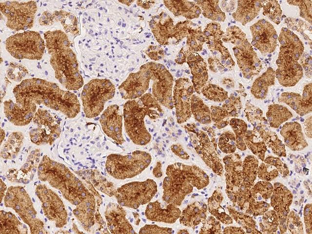 OR10C1 Antibody - Immunochemical staining of human OR10C1 in human kidney with rabbit polyclonal antibody at 1:100 dilution, formalin-fixed paraffin embedded sections.