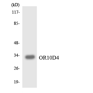 OR10D4P Antibody - Western blot analysis of the lysates from K562 cells using OR10D4 antibody.
