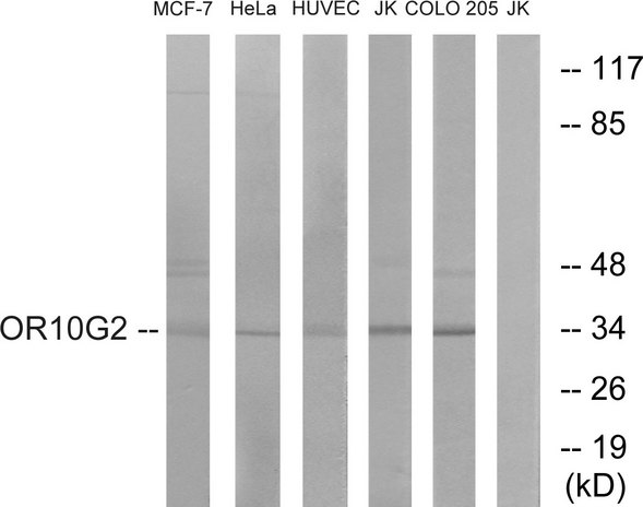 OR10G2 Antibody - Western blot analysis of lysates from HUVEC, HeLa, MCF-7, Jurkat, and COLO cells, using OR10G2 Antibody. The lane on the right is blocked with the synthesized peptide.