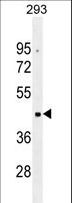 OR10G2 Antibody - OR10G2 Antibody western blot of 293 cell line lysates (35 ug/lane). The OR10G2 antibody detected the OR10G2 protein (arrow).