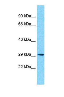 OR10G2 Antibody - Western blot of Human Fetal Lung. OR10G2 antibody dilution 1.0 ug/ml.  This image was taken for the unconjugated form of this product. Other forms have not been tested.