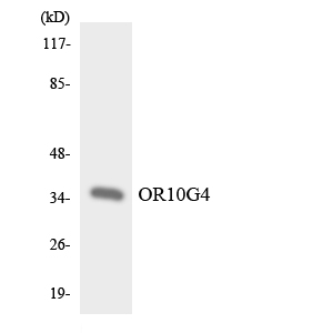 OR10G4 Antibody - Western blot analysis of the lysates from HeLa cells using OR10G4 antibody.