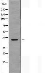OR10G4 Antibody - Western blot analysis of extracts of HeLa cells using OR10G4 antibody.