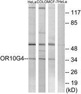 OR10G4 Antibody - Western blot analysis of extracts from HeLa cells, COLO cells and MCF-7cells, using OR10G4 antibody.