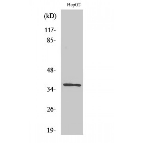 OR10G7 Antibody - Western blot of Olfactory receptor 10G7 antibody