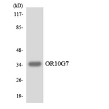 OR10G7 Antibody - Western blot analysis of the lysates from HUVECcells using OR10G7 antibody.