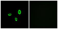 OR10G7 Antibody - Immunofluorescence analysis of A549 cells, using OR10G7 Antibody. The picture on the right is blocked with the synthesized peptide.