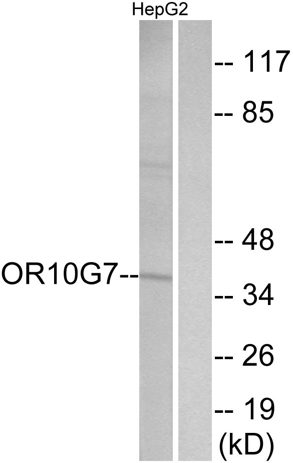 OR10G7 Antibody - Western blot analysis of lysates from HepG2 cells, using OR10G7 Antibody. The lane on the right is blocked with the synthesized peptide.