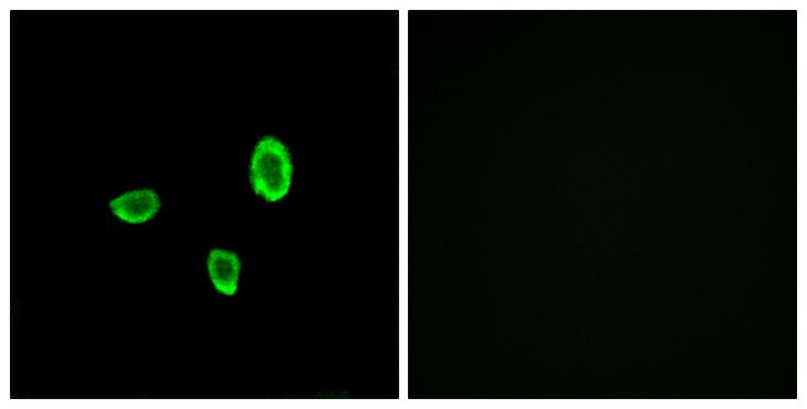 OR10G7 Antibody - Peptide - + Immunofluorescence analysis of A549 cells, using OR10G7 antibody.