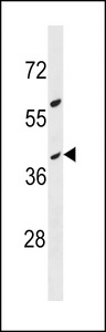 OR10G8 Antibody - OR10G8 Antibody western blot of MDA-MB453 cell line lysates (35 ug/lane). The OR10G8 antibody detected the OR10G8 protein (arrow).