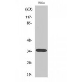 OR10H1 Antibody - Western blot of Olfactory receptor 10H1 antibody