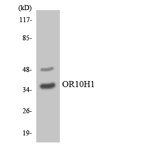 OR10H1 Antibody - Western blot analysis of the lysates from Jurkat cells using OR10H1 antibody.
