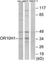 OR10H1 Antibody - Western blot analysis of lysates from HeLa and MCF-7 cells, using OR10H1 Antibody. The lane on the right is blocked with the synthesized peptide.